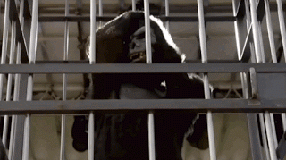 11 Reasons Cookie Lyon Rules the World