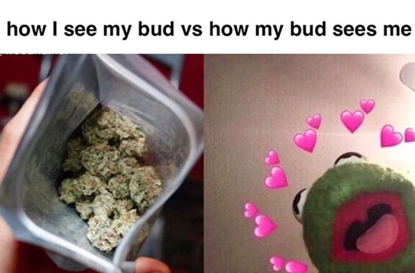 Funny 420 Memes – Top 42 That Will Make You Say “Smoke Weed Everyday”
